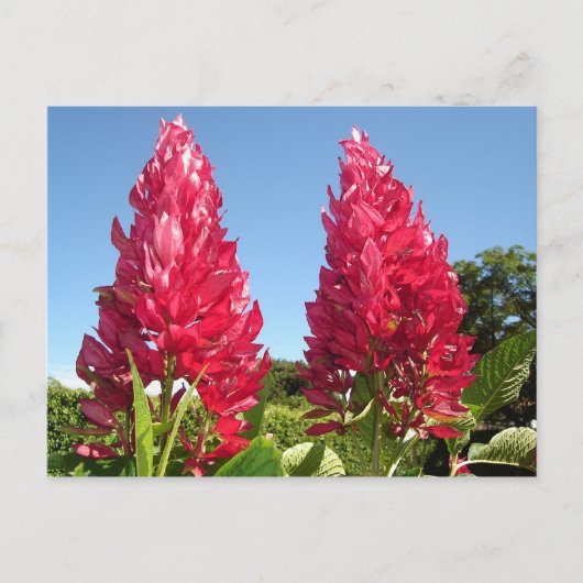 Cartes postales aux fleurs de flamme (Devant)