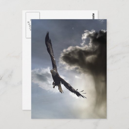 Cartes postales Bald Eagle (Devant / Derrière)