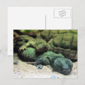 Cartes postales Bed Buddies (Devant / Derrière)