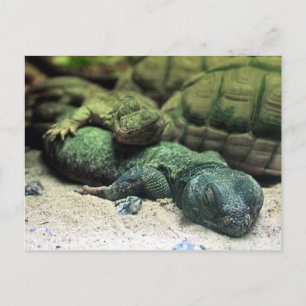 Cartes postales Bed Buddies