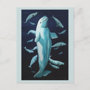 Cartes postales Beluga Whale Beluga Cartes d'art
