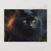 Cartes Postales Black Cat (Devant)