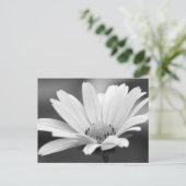 Cartes postales Black White Daisy Zazzle (Debout devant)