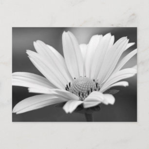 Cartes postales Black White Daisy Zazzle