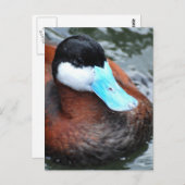 Cartes postales bleues à bec (Devant / Derrière)