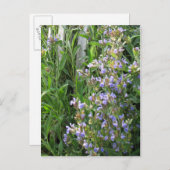 Cartes postales bleues à fleurs (Devant / Derrière)