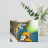 Cartes postales Blue Macaws (Debout devant)