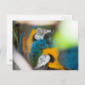 Cartes postales Blue Macaws (Devant / Derrière)