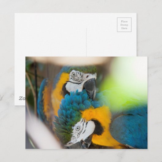 Cartes postales Blue Macaws (Devant / Derrière)