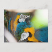 Cartes postales Blue Macaws (Devant)