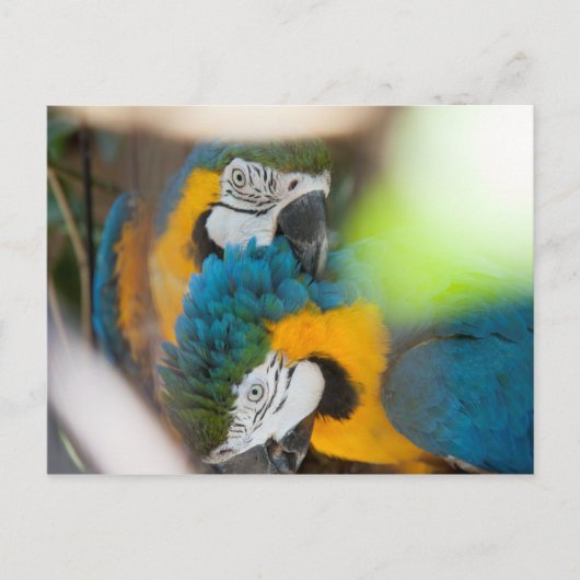 Cartes postales Blue Macaws (Devant)