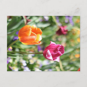 Cartes postales botaniques de tulipes colorées