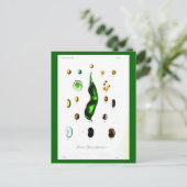 Cartes Postales-Botaniques-Haricots (Debout devant)