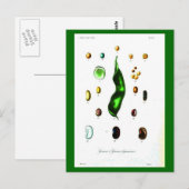 Cartes Postales-Botaniques-Haricots (Devant / Derrière)
