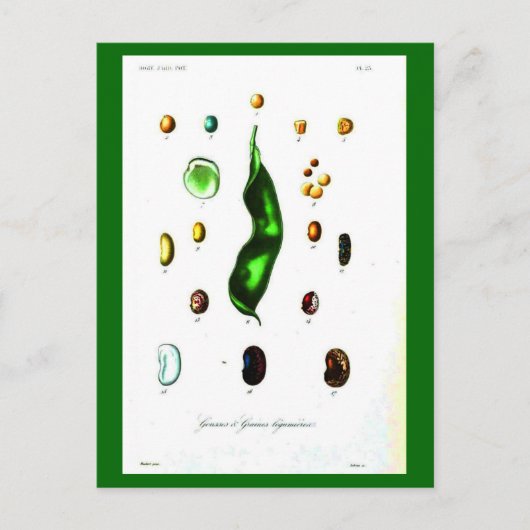 Cartes Postales-Botaniques-Haricots (Devant)