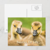 Cartes postales Buddies for Life (Devant / Derrière)