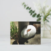 Cartes postales Bunny Dreams (Debout devant)