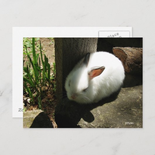 Cartes postales Bunny Dreams (Devant / Derrière)