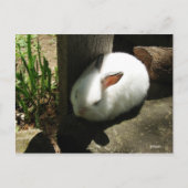 Cartes postales Bunny Dreams (Devant)