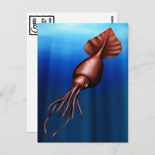 Cartes postales calamars (Devant / Derrière)