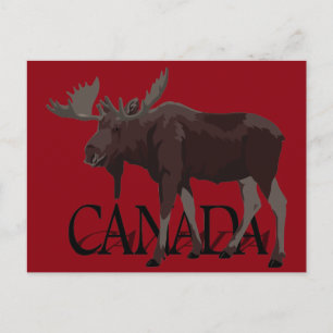 Cartes postales Canada Moose Cartes postales canad