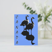 Cartes postales Canada Souvenir Cartes Canada Oies (Debout devant)