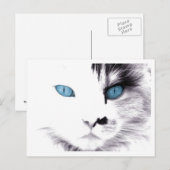Cartes postales Cat Eyes (Devant / Derrière)