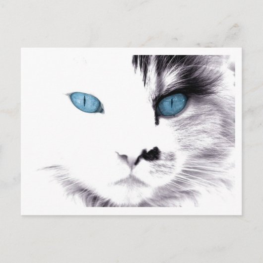 Cartes postales Cat Eyes (Devant)