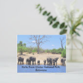 Cartes postales Chobe Elephant (Debout devant)
