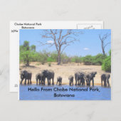Cartes postales Chobe Elephant (Devant / Derrière)