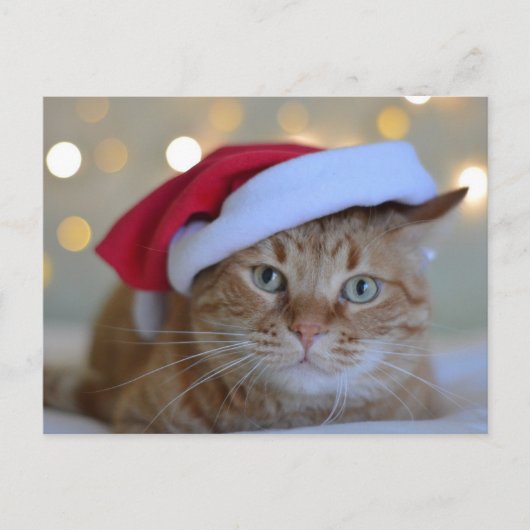 CARTES POSTALES CHRISTMAS CUTE GINGER CAT (Devant)