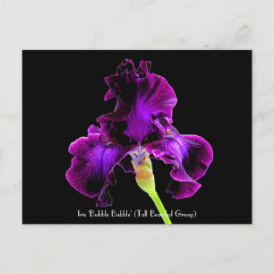 Cartes postales collectables de "bulle de bulle"