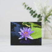 Cartes postales collectives Nénuphars violets (Debout devant)