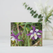 Cartes postales Columbine Flowers (Debout devant)