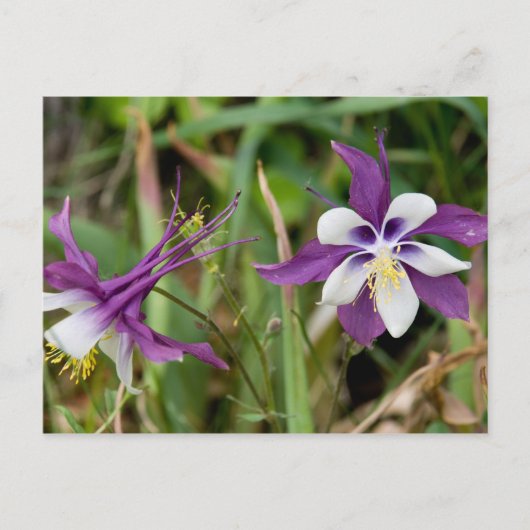 Cartes postales Columbine Flowers (Devant)