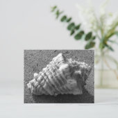 Cartes postales Conch Seashell Sand Beach (Debout devant)