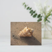 Cartes postales Conch Seashell Sand Beach (Debout devant)
