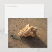 Cartes postales Conch Seashell Sand Beach (Devant / Derrière)