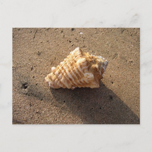 Cartes postales Conch Seashell Sand Beach (Devant)