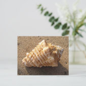Cartes postales Conch Seashell Sand Beach (Debout devant)