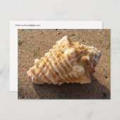 Cartes postales Conch Seashell Sand Beach (Devant / Derrière)