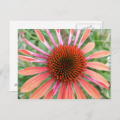 Cartes postales Coneflower/Rudbeckia Flower (Devant / Derrière)