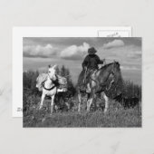 Cartes postales Cowboy Horse et Mule (Devant / Derrière)