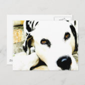 Cartes postales Dalmatiennes couchées (Devant / Derrière)