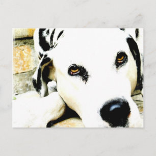 Cartes postales Dalmatiennes couchées