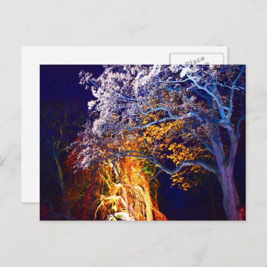 Cartes postales d'arbres à éclairage mystérieux (Devant / Derrière)