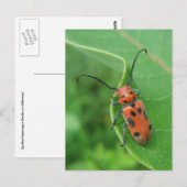 Cartes postales d'Asperges tachetées (Devant / Derrière)