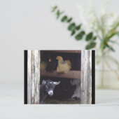 Cartes postales de Barn Yard (Debout devant)