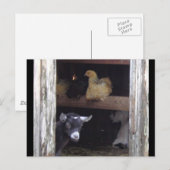 Cartes postales de Barn Yard (Devant / Derrière)