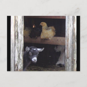 Cartes postales de Barn Yard
